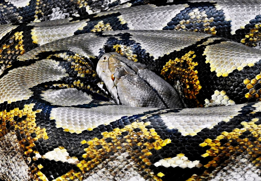 Python legt ihren Kopf auf den Körper