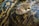 A close-up view of a large snake with intricate scale patterns in shades of brown, black, and yellow, resting with its head elevated and eyes alert.
