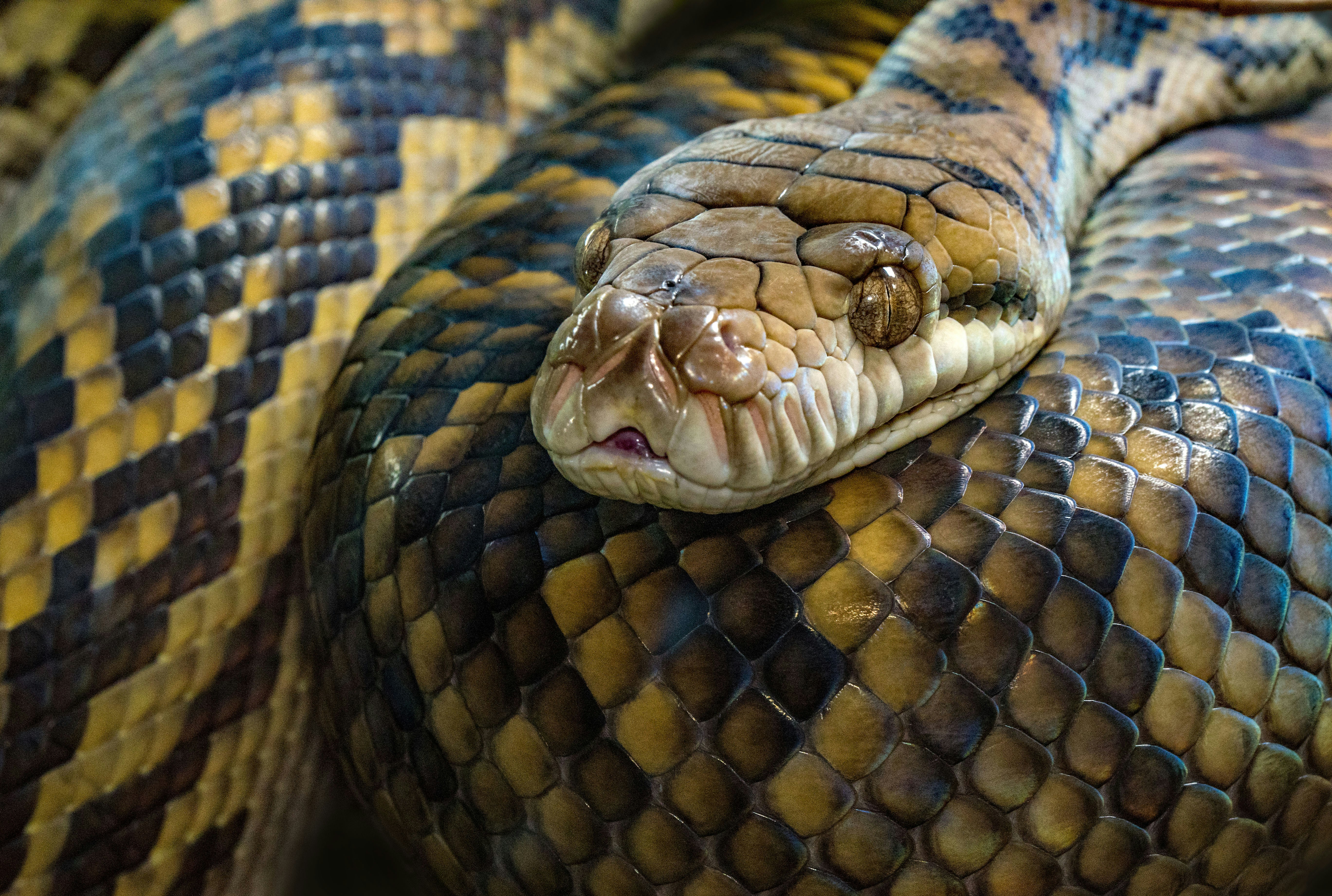 A beautiful specimen of the Amethystine python, the longest snake in Australia.