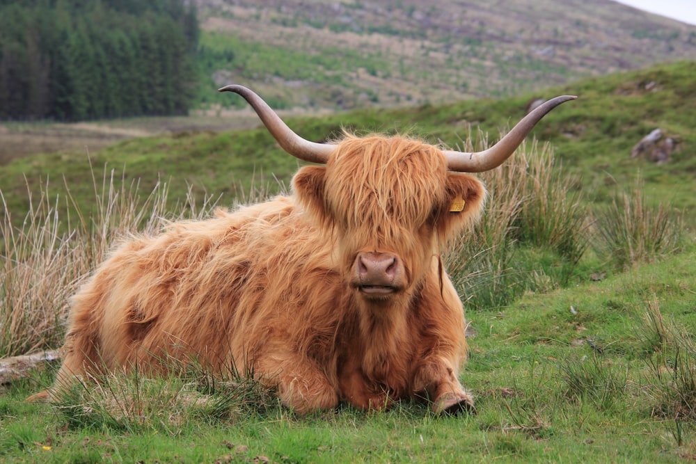 yak reclining on grass field