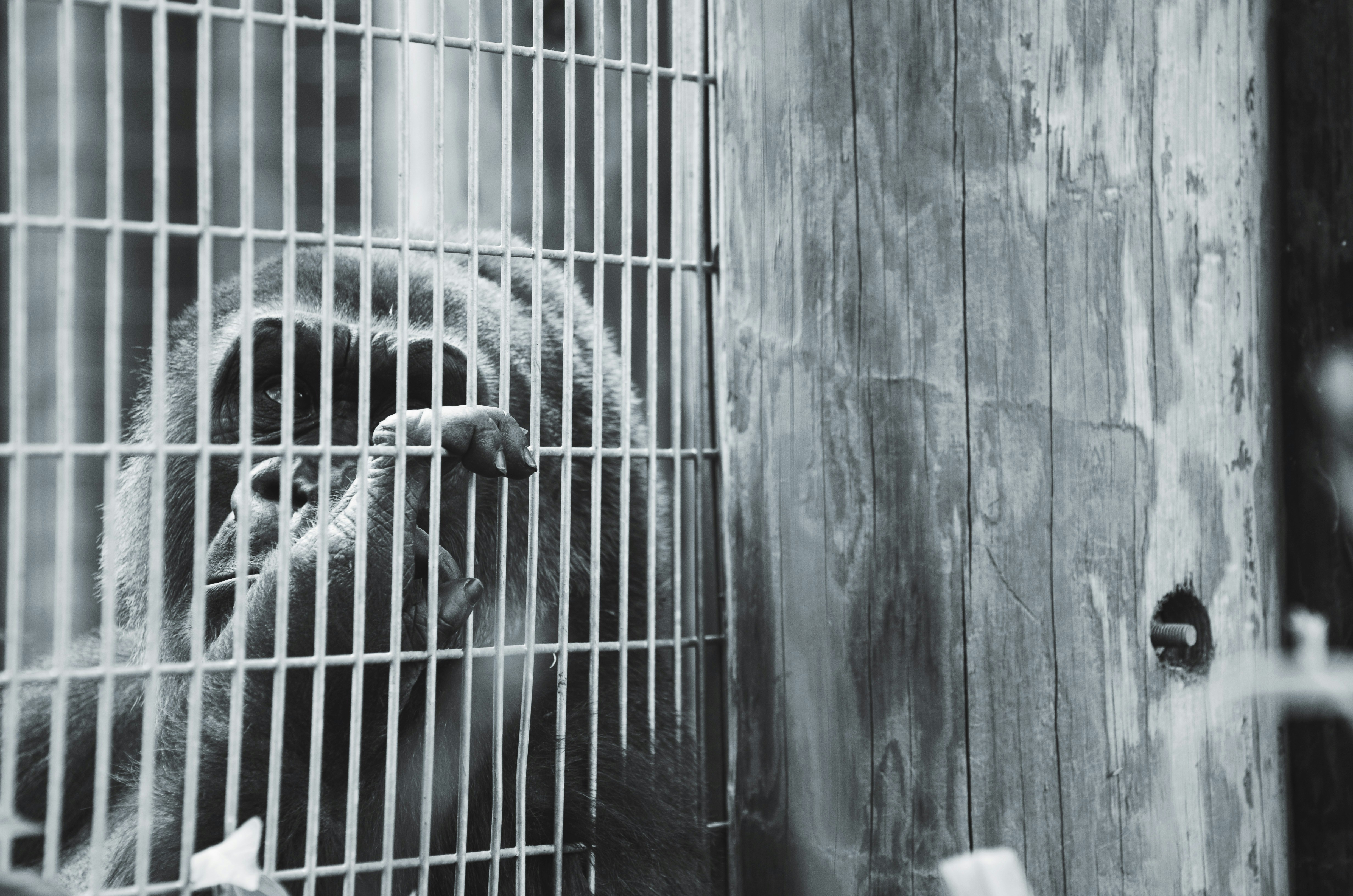 I was shooting with my brother at the Toronto Zoo. Was never really a fan of Gorillas until I was face to face with one. Not swinging through vines in some dense jungle; behind a metal fence. Captivity. Almost human in nature, the undeniable similarities in fingernails, expression, feel. I could see myself exactly how I saw her should that be me. I waited for the exact moment her eyes gazed into freedom and grasped the fence. I made sure to capture the freedom on the other side of the fence. Black & White really brought out the detail in her fur and captured her beauty.