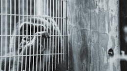 grayscale photo of primate in cage