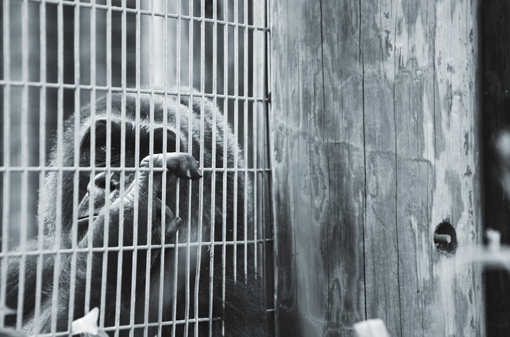 Foto en escala de grises de un primate en una jaula