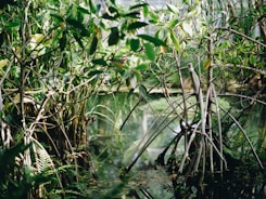 green plants