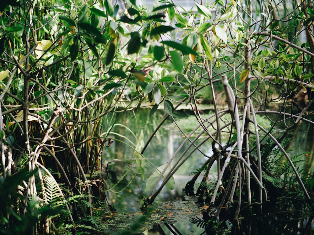 緑の植物