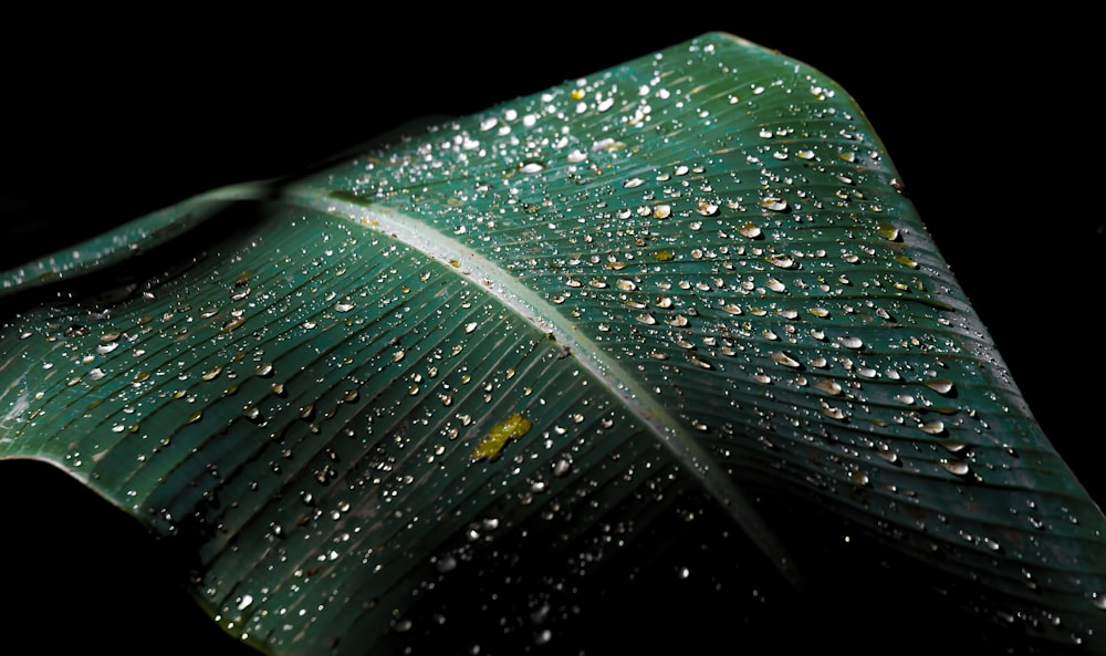 feuille de bananier vert avec des gouttelettes d’eau