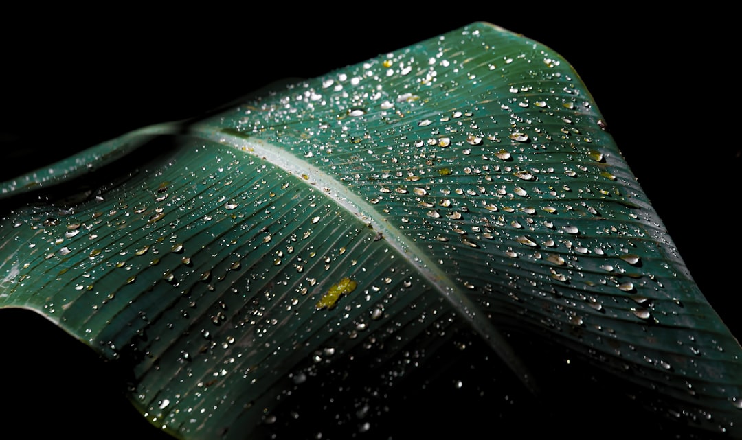 green banana leaf with water droplets