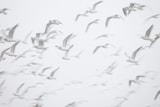 flight of birds