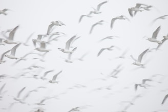 flight of birds