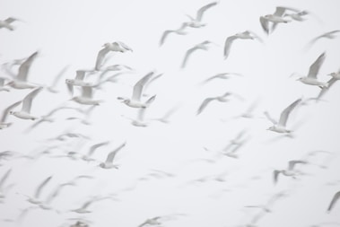 flight of birds