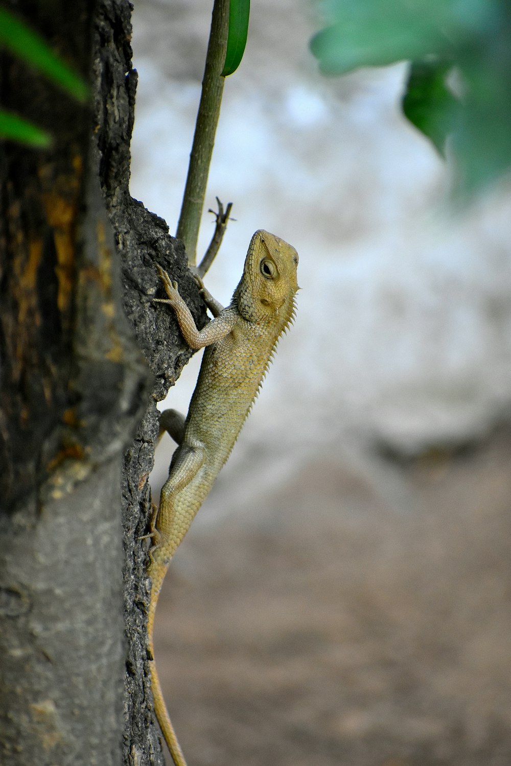 brown iguana on tree during daytime