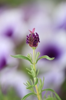 Close-up of a calming lavender plant symbolizing tranquility and healing.