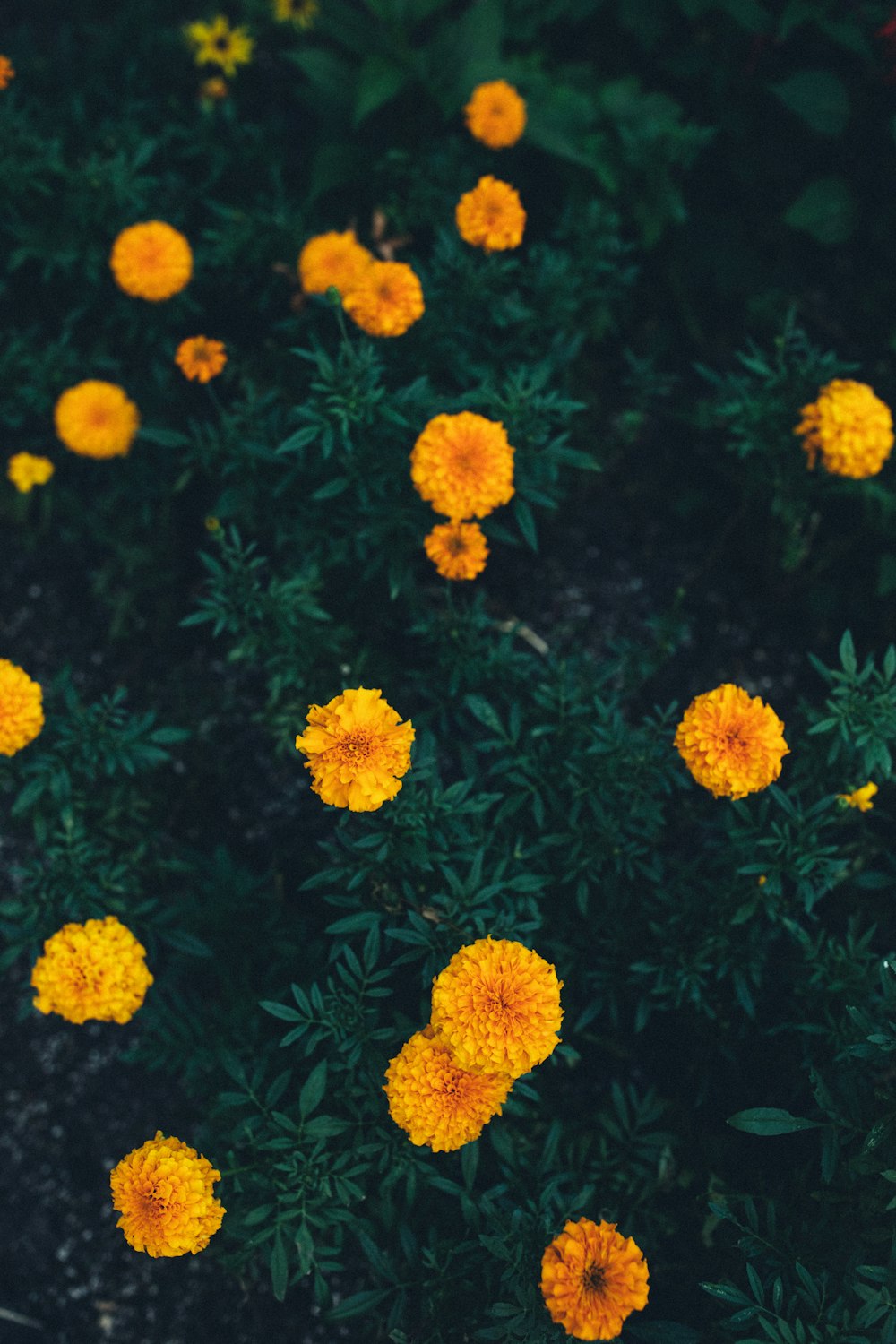 노란 꽃잎이 달린 꽃의 선택적 초점 사진
