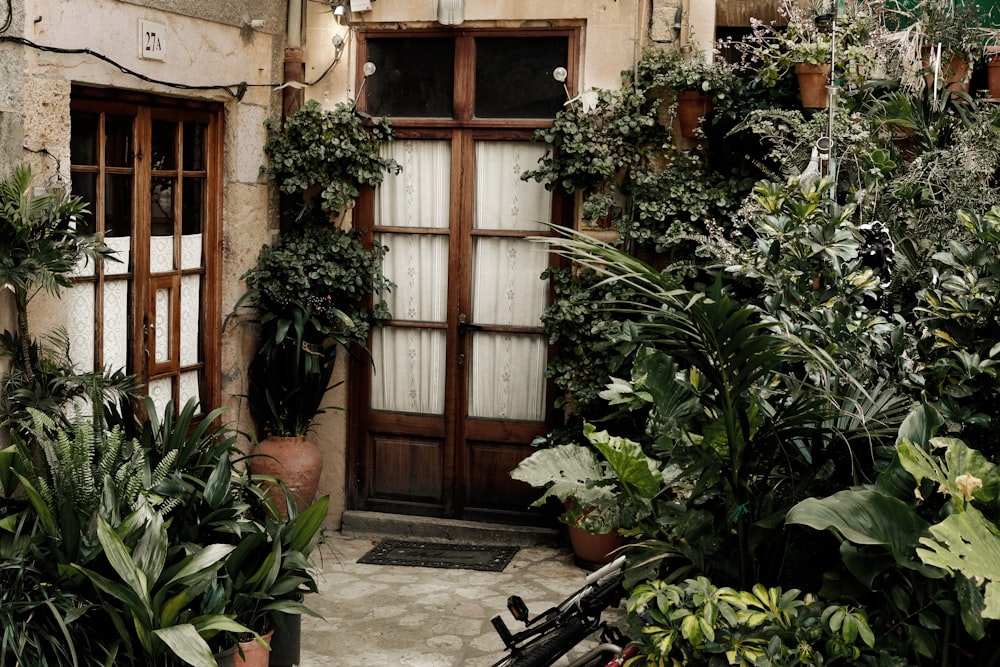 green leaf plants near brown wooden door