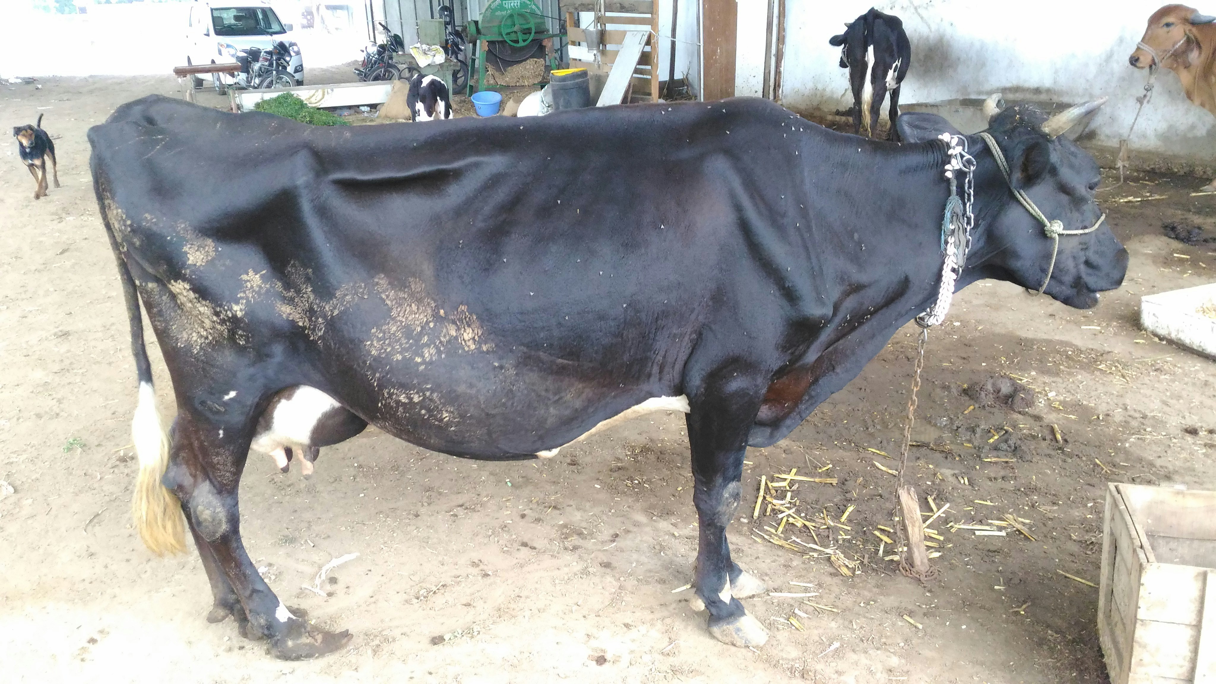 Fresh Black Angus Beef