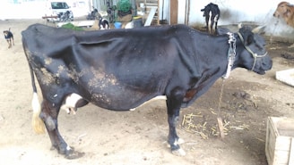 A black cow is standing on a dirt floor in a rural setting. It is tethered with a chain around its neck. Several other cows are visible in the background along with some straw scattered on the ground. A few dogs can be seen roaming around. The area has various farm equipment and structures in view.