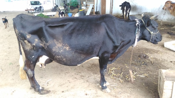 A black cow is standing on a dirt floor in a rural setting. It is tethered with a chain around its neck. Several other cows are visible in the background along with some straw scattered on the ground. A few dogs can be seen roaming around. The area has various farm equipment and structures in view.