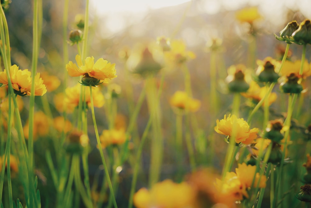 bed of yellow daisy flowers