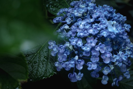 A cluster of vibrant blue hydrangea flowers in full bloom, surrounded by lush green leaves with visible droplets of water, creating a fresh, dewy appearance. The image captures the delicate texture of the petals and a rich array of blue shades.
