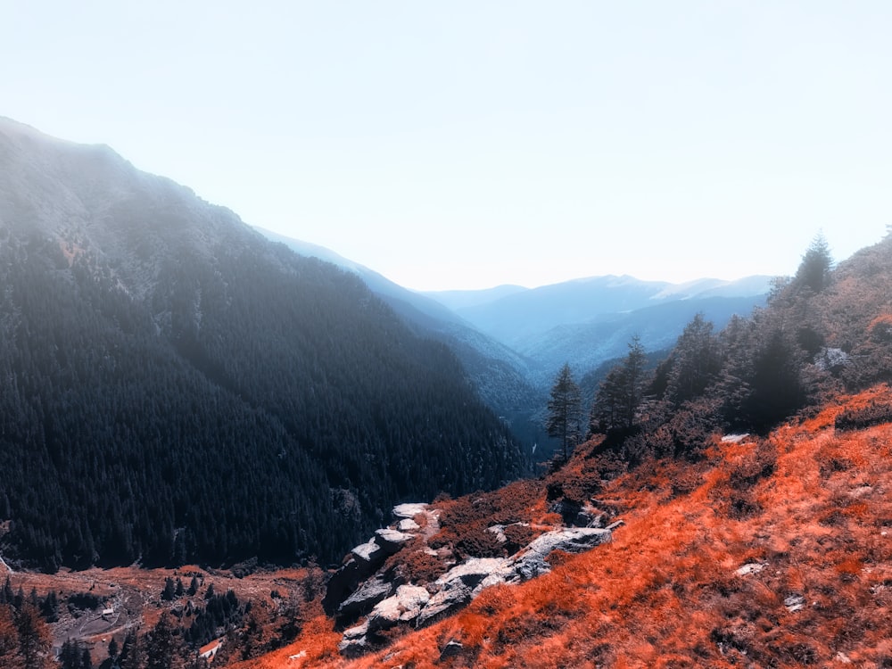 trees on mountains