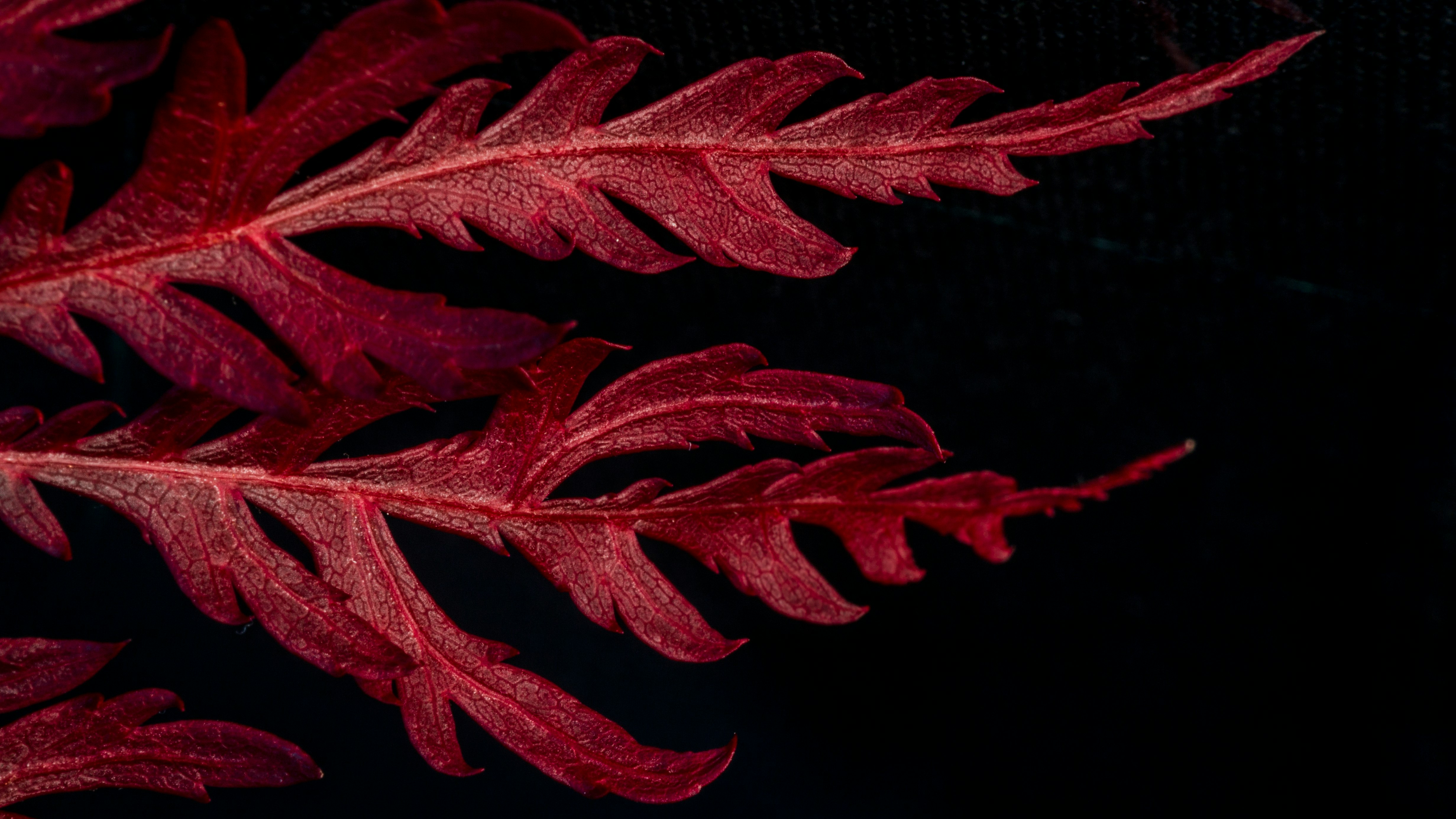 red leafed plant