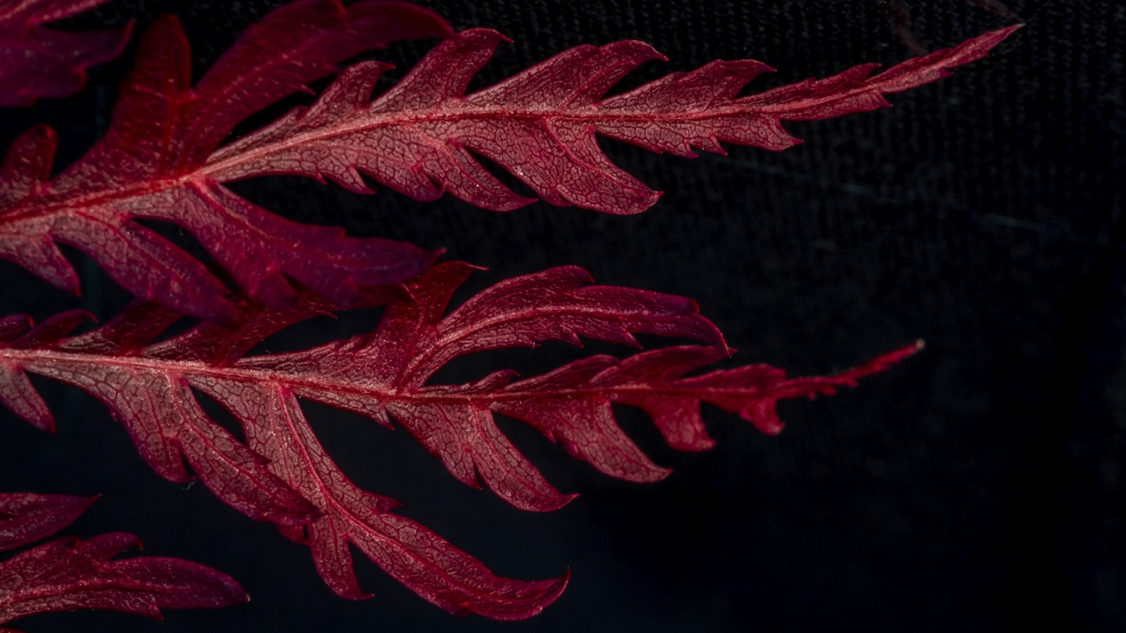 Canon EF 100mm F2.8 Macro USM sample photo. Red leafed plant photography