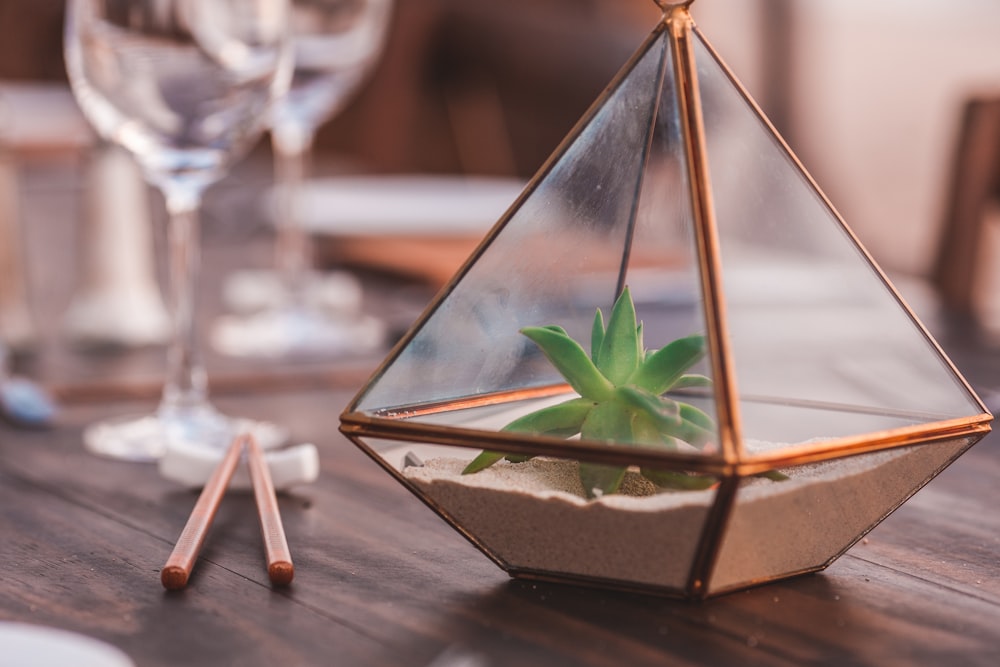 Plante verte à l’intérieur d’un terrarium en verre transparent