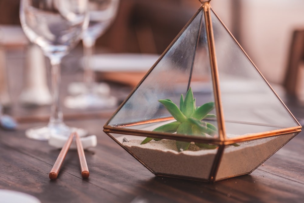 green plant inside clear glass terrarium