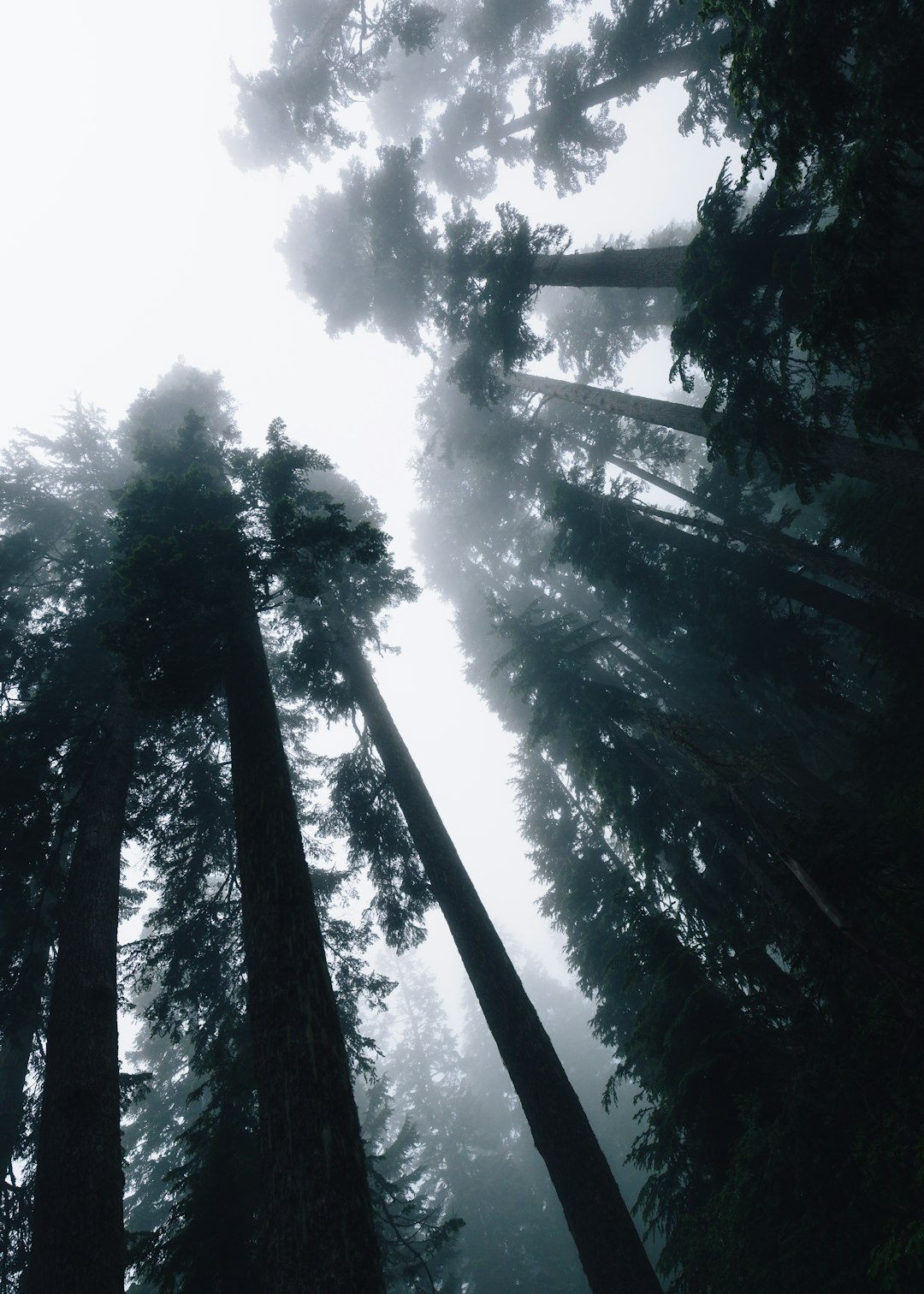 low angle photo silhouette of trees