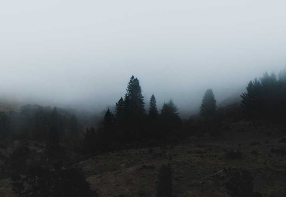 green leafed trees on brown mountain