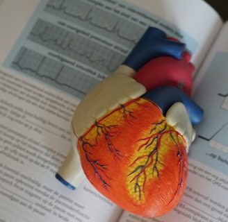 human heart illustration