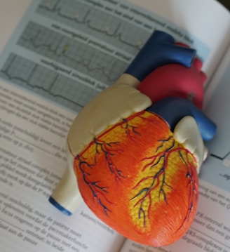 human heart illustration