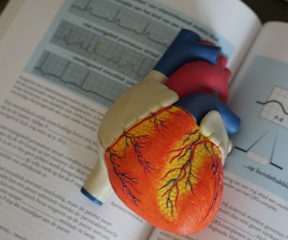 human heart illustration