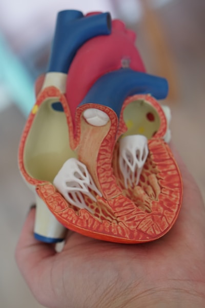 Anatomical heart model showing cardiac structure