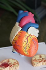 A detailed anatomical model of a human heart showcasing the different parts with vibrant colors. The model includes representations of arteries, veins, and chambers, with realistic textures and color distinctions likely used for educational purposes. The heart is prominently displayed with cross-sections of other anatomical parts placed nearby.