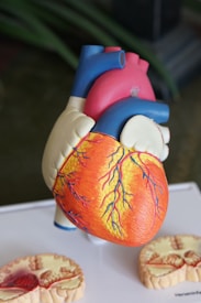 A detailed anatomical model of a human heart showcasing the different parts with vibrant colors. The model includes representations of arteries, veins, and chambers, with realistic textures and color distinctions likely used for educational purposes. The heart is prominently displayed with cross-sections of other anatomical parts placed nearby.