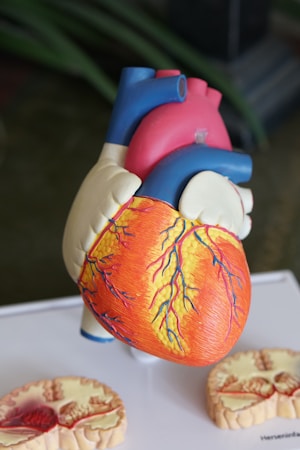 A detailed anatomical model of a human heart showcasing the different parts with vibrant colors. The model includes representations of arteries, veins, and chambers, with realistic textures and color distinctions likely used for educational purposes. The heart is prominently displayed with cross-sections of other anatomical parts placed nearby.