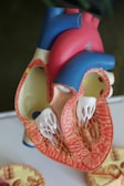 human heart scale model