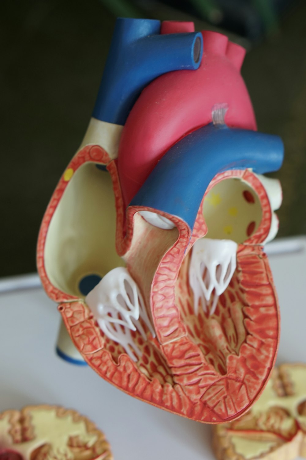 modello anatomico in scala di cuore umano