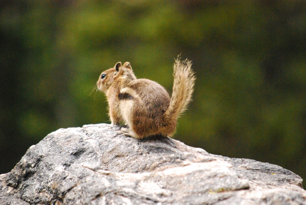 selective focus photography of brown squirel