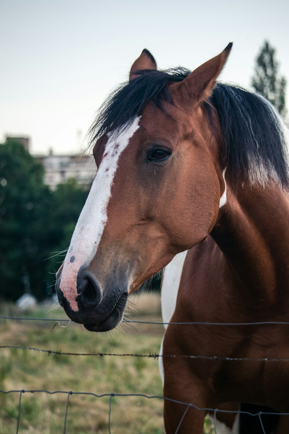 茶色と白馬の浅い焦点写真