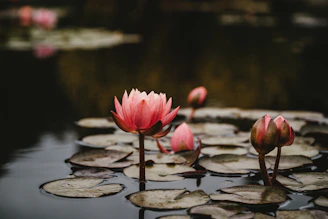 pink lotus flowers