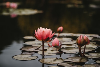 pink lotus flowers flora zoom background