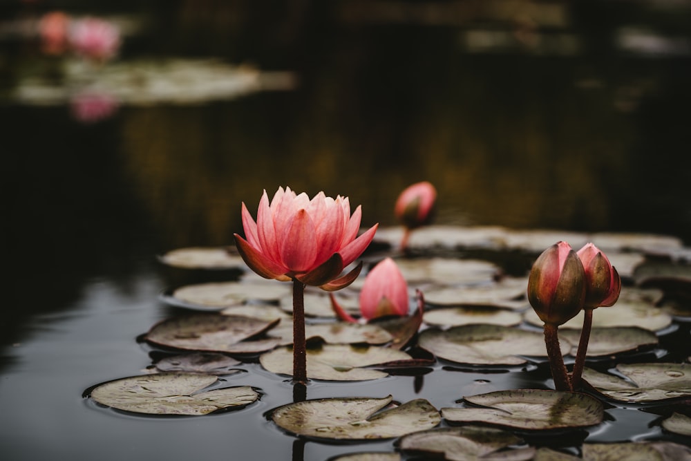 pink lotus flowers