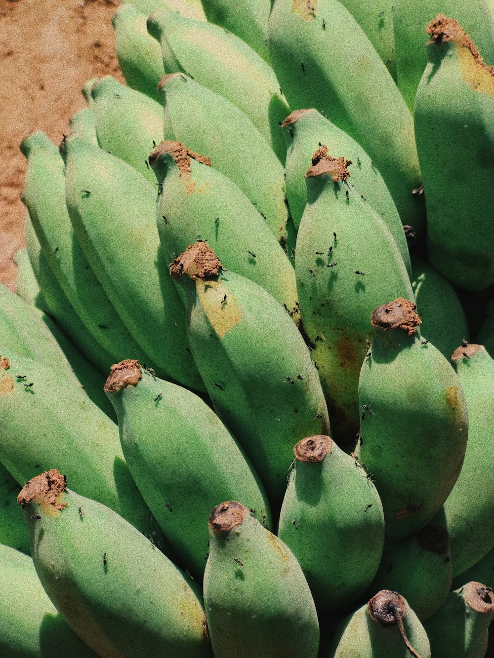 hand of green banana