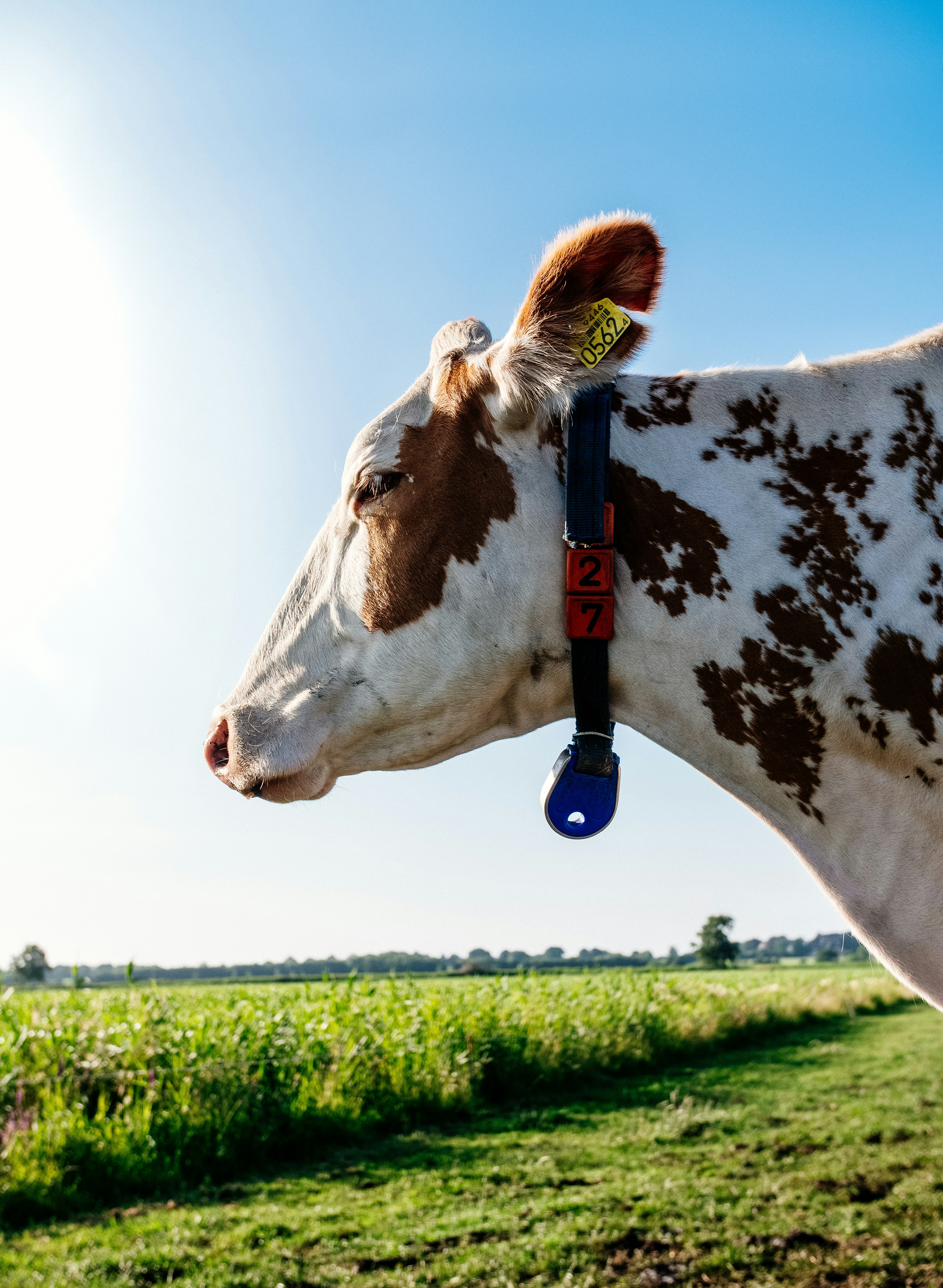 Revolutionizing Livestock Health Monitoring with IoT Technology