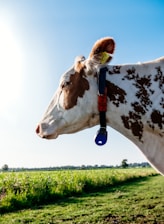 A cow with brown and white patches stands in a green field, wearing a collar with an attached red tag reading '27' and a blue device. The sun is shining brightly in a clear blue sky, casting light on the cow's profile.