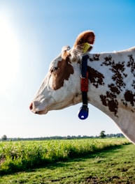 A cow with brown and white patches stands in a green field, wearing a collar with an attached red tag reading '27' and a blue device. The sun is shining brightly in a clear blue sky, casting light on the cow's profile.