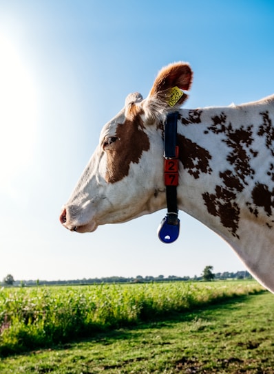 A cow with brown and white patches stands in a green field, wearing a collar with an attached red tag reading '27' and a blue device. The sun is shining brightly in a clear blue sky, casting light on the cow's profile.