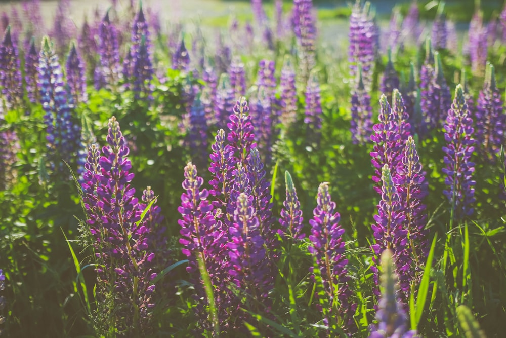 purple flowers